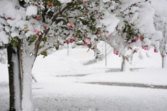 雪のさざんか