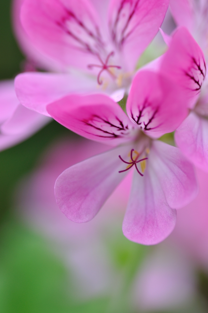 花びらに個性あり