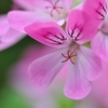 花びらに個性あり