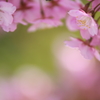 春は甘美でやわらかくて