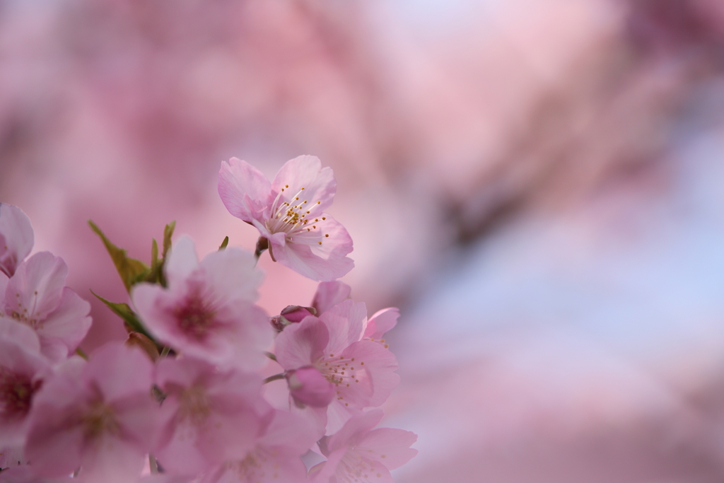 花びらにそっと春の光をのせて