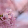 花びらにそっと春の光をのせて