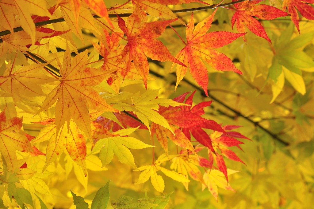 秋。発色注意報！