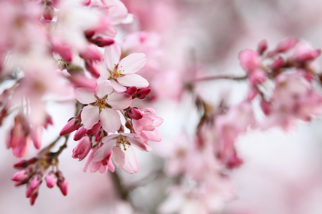 しだれ桜の色紅く