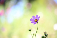 秋深くなりつつ桜色