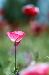 花畑に浮かぶ