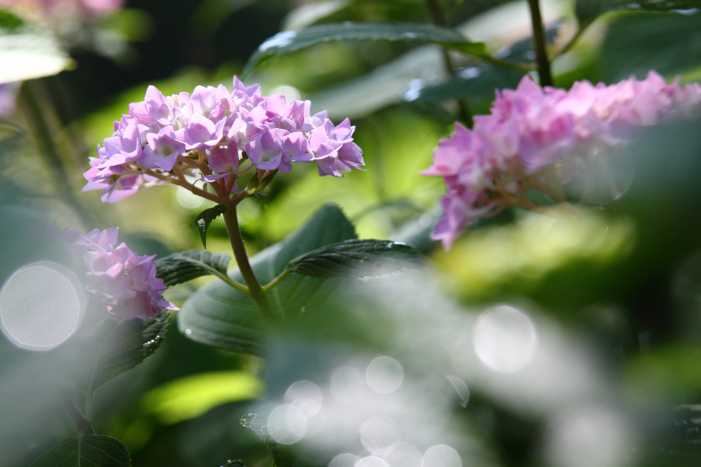 紫陽花も濡れる公園