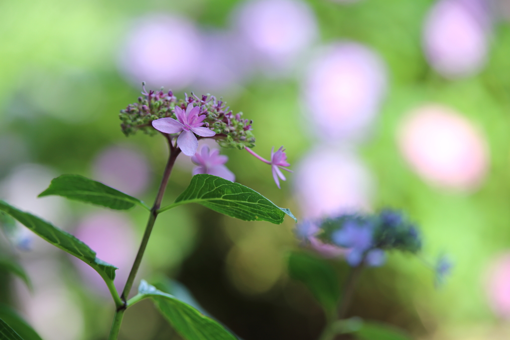 【花紀行】紫陽花からの伝言