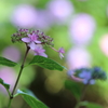 【花紀行】紫陽花からの伝言