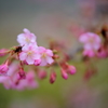 春　～メッセージ