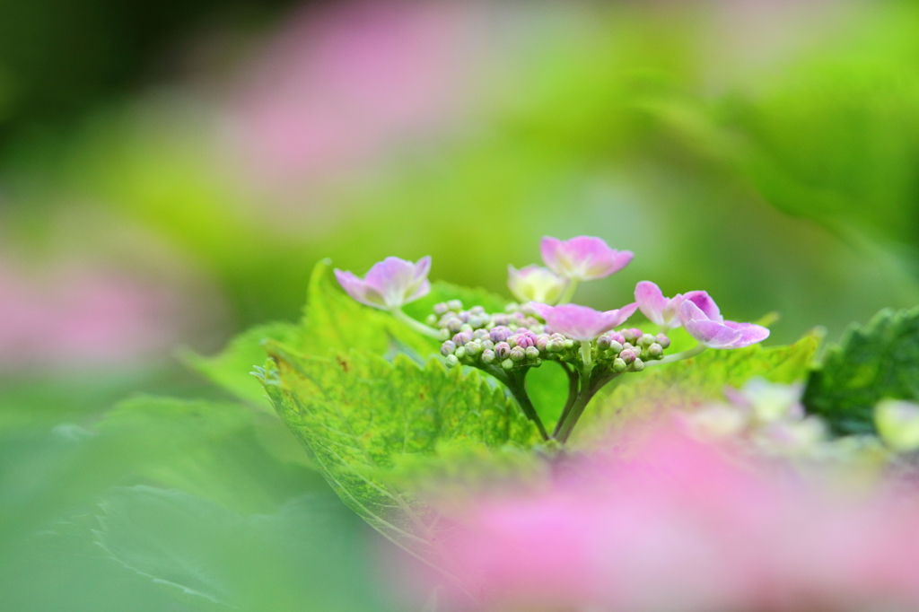 紫陽花　～花霞～