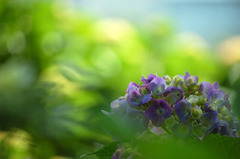 あじさい緑の中で