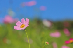 秋　（桜　X　空）