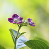 【花紀行】紫陽花からの伝言～光を受け