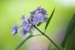 【花紀行】紫陽花からの伝言