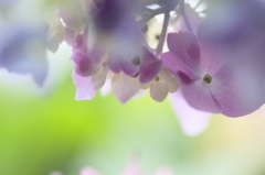 紫陽花カーテン