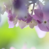 紫陽花カーテン