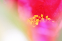 さざんか～冬に咲く花