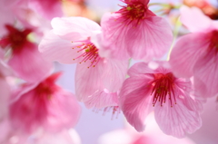 花見の春～土曜日の公園から