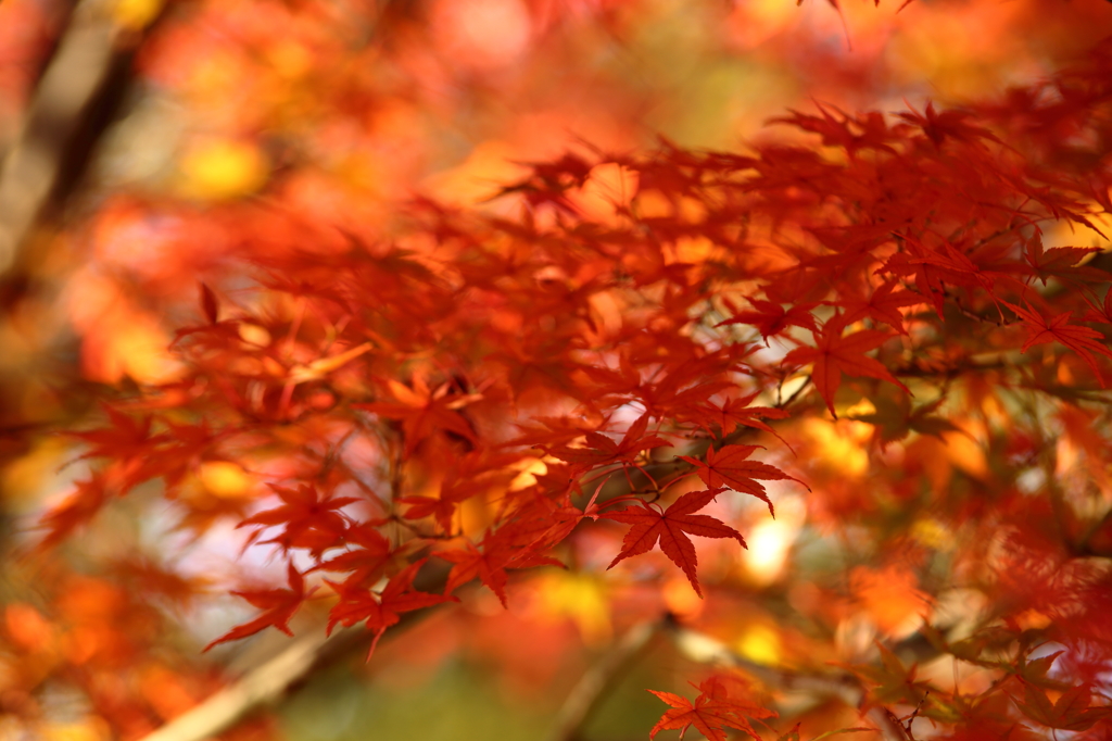 この紅葉は、★★★★★★★★☆の色ぐあい