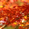 この紅葉は、★★★★★★★★☆の色ぐあい