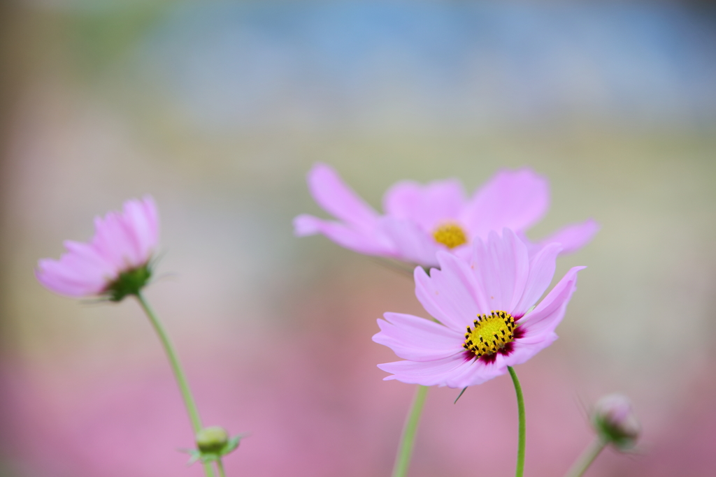 秋　（秋桜　Ⅹ　看板）