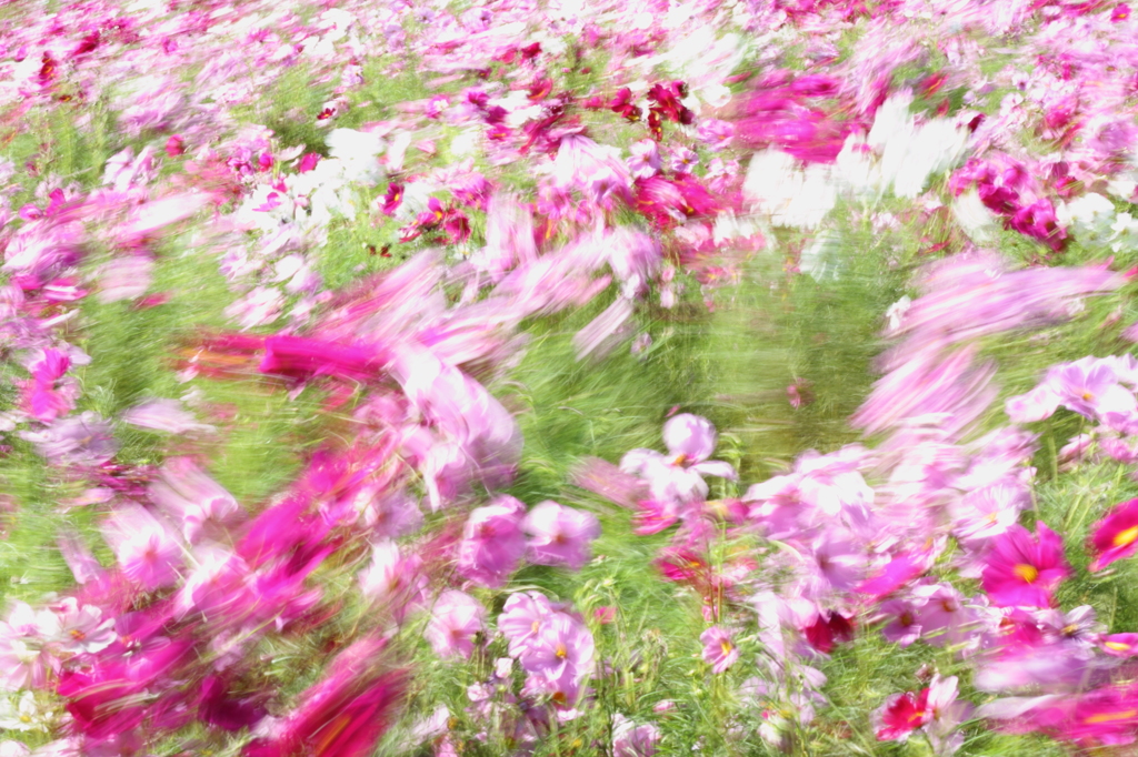 お花畑に風が吹く