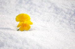 黄色と雪と