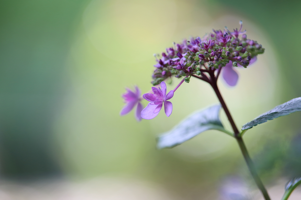【花紀行】紫陽花からの伝言