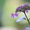 【花紀行】紫陽花からの伝言