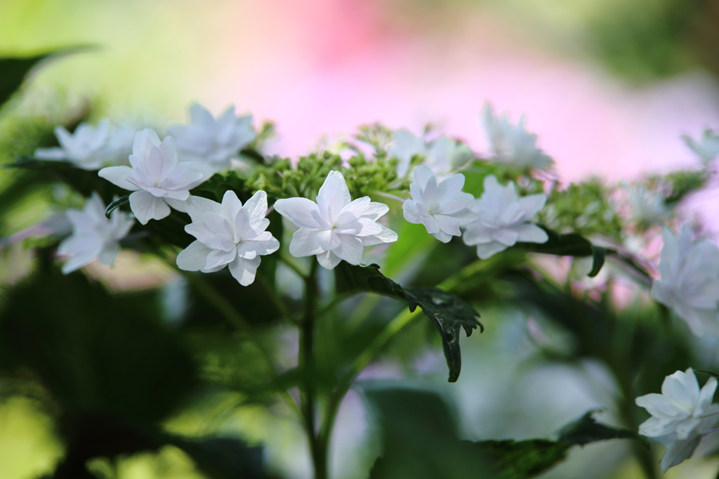 白い花飾り