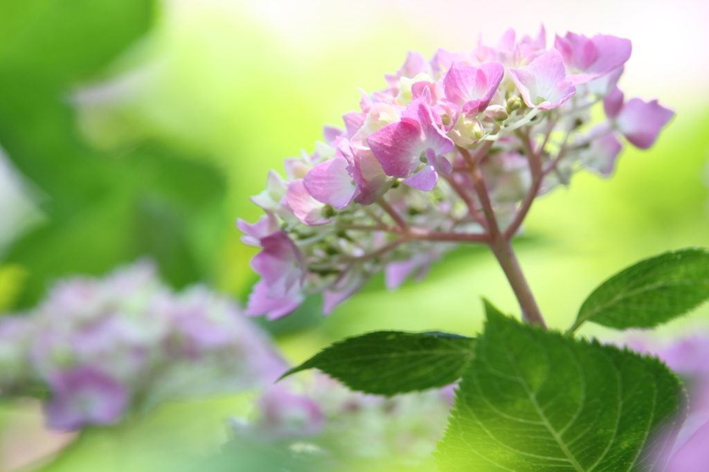 紫陽花に陽射しがそそぐ