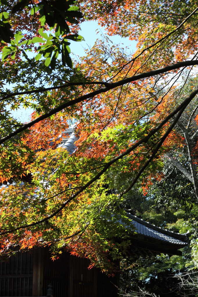 秋を撮りに行ってみました。