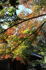 秋を撮りに行ってみました。