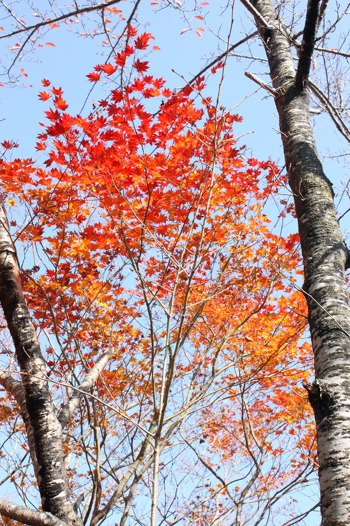 白樺と紅葉