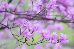 里山に華やぐ