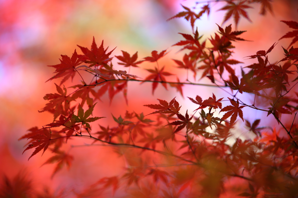 彩り