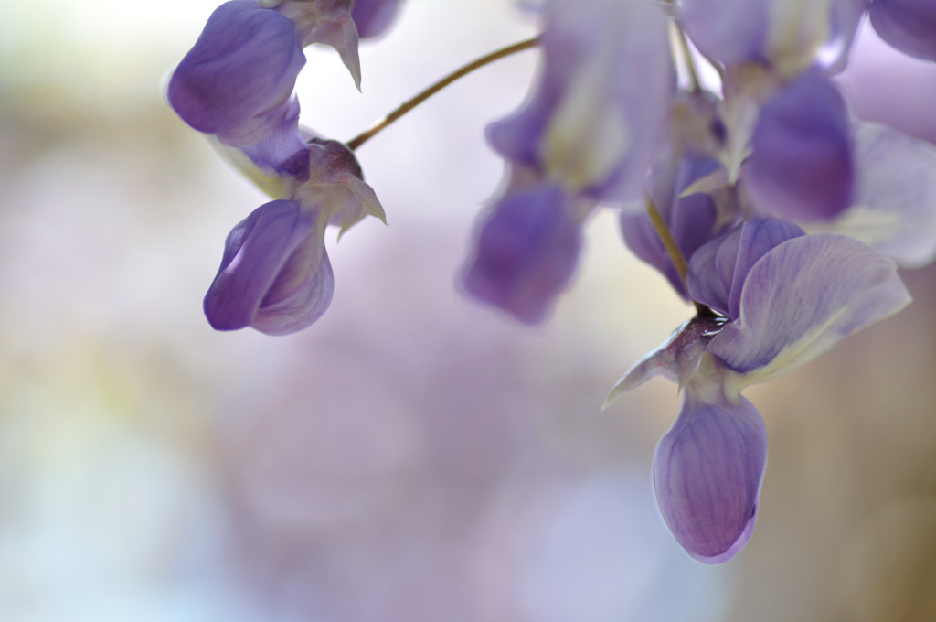 藤の花