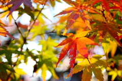 カジュアルなもみじ