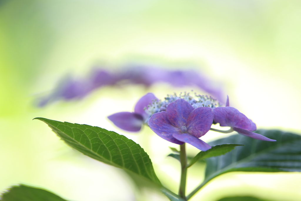 紫陽花が光の中で浮かぶ