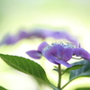 紫陽花が光の中で浮かぶ