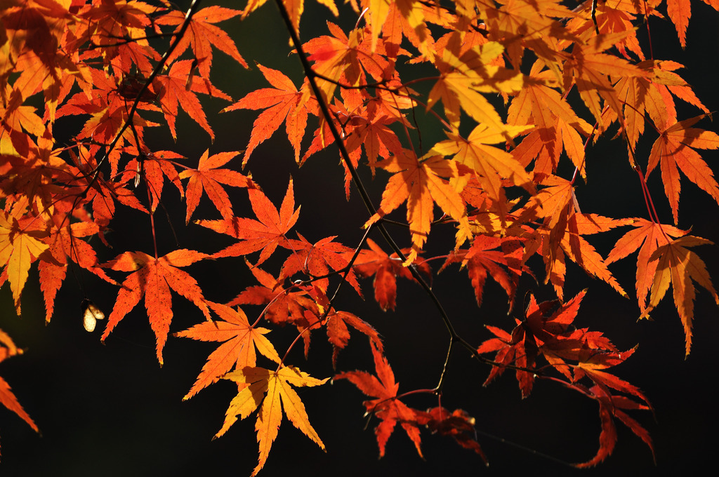 晩秋なもみじ　その③