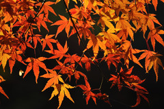 晩秋なもみじ　その③