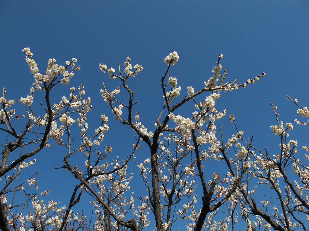 青空