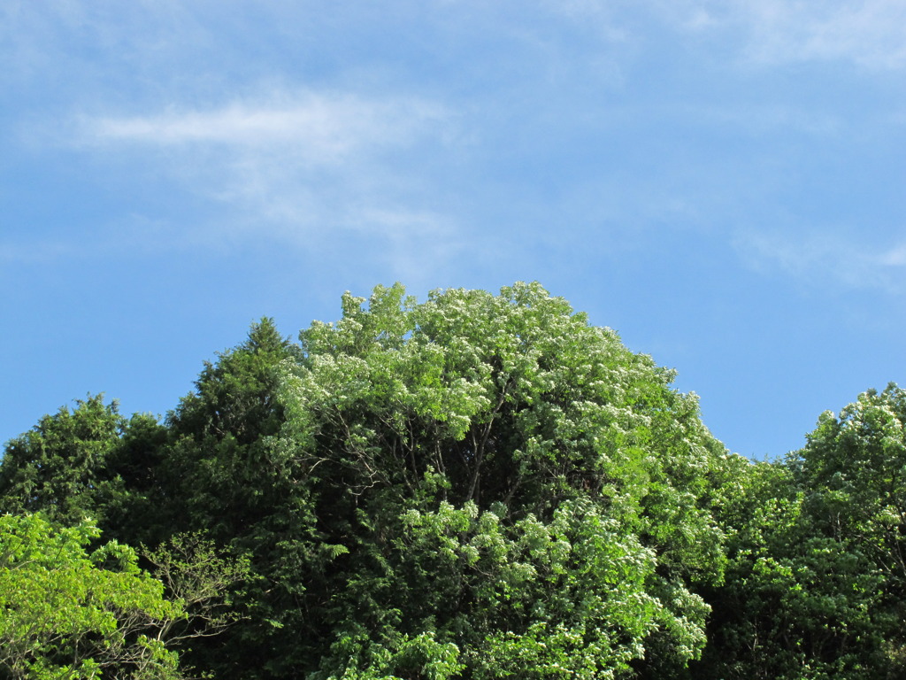 ５月の空