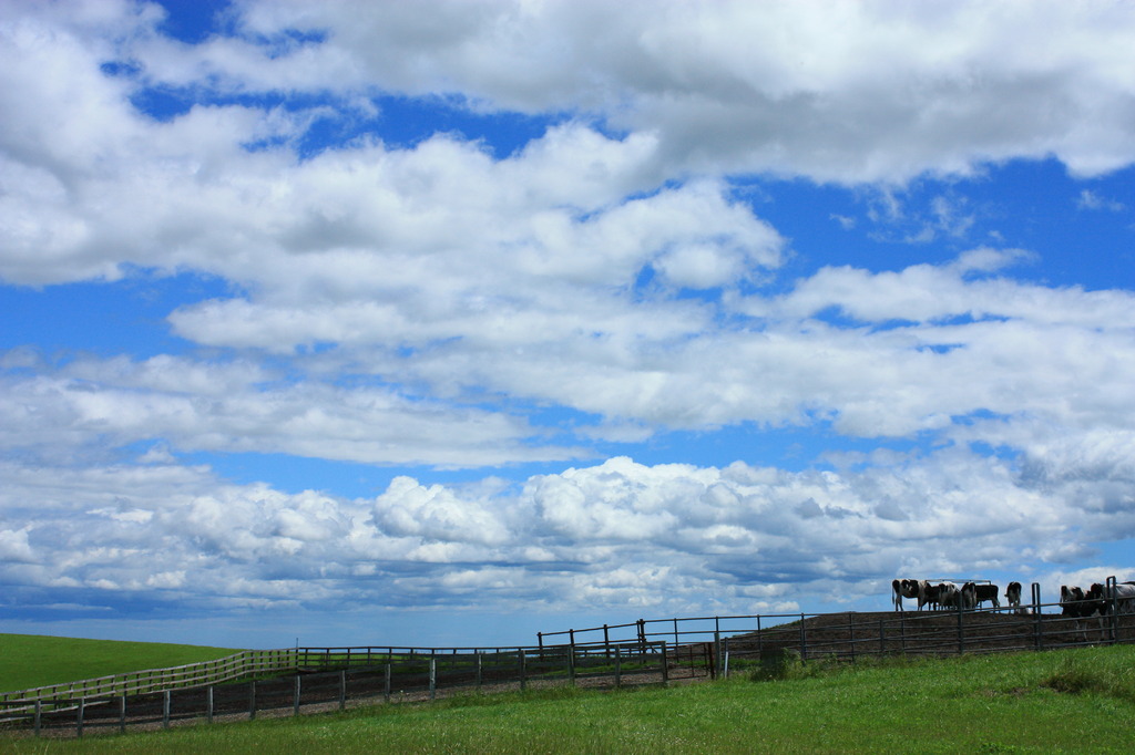 牛と雲