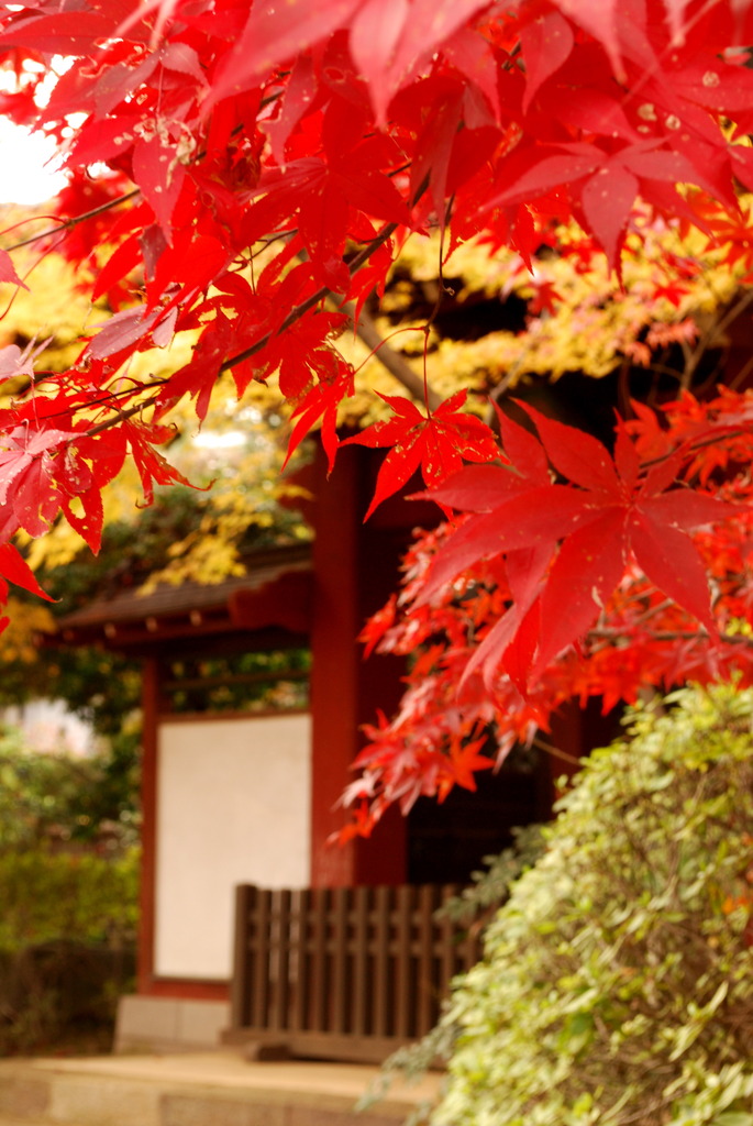 お忍びMomiji