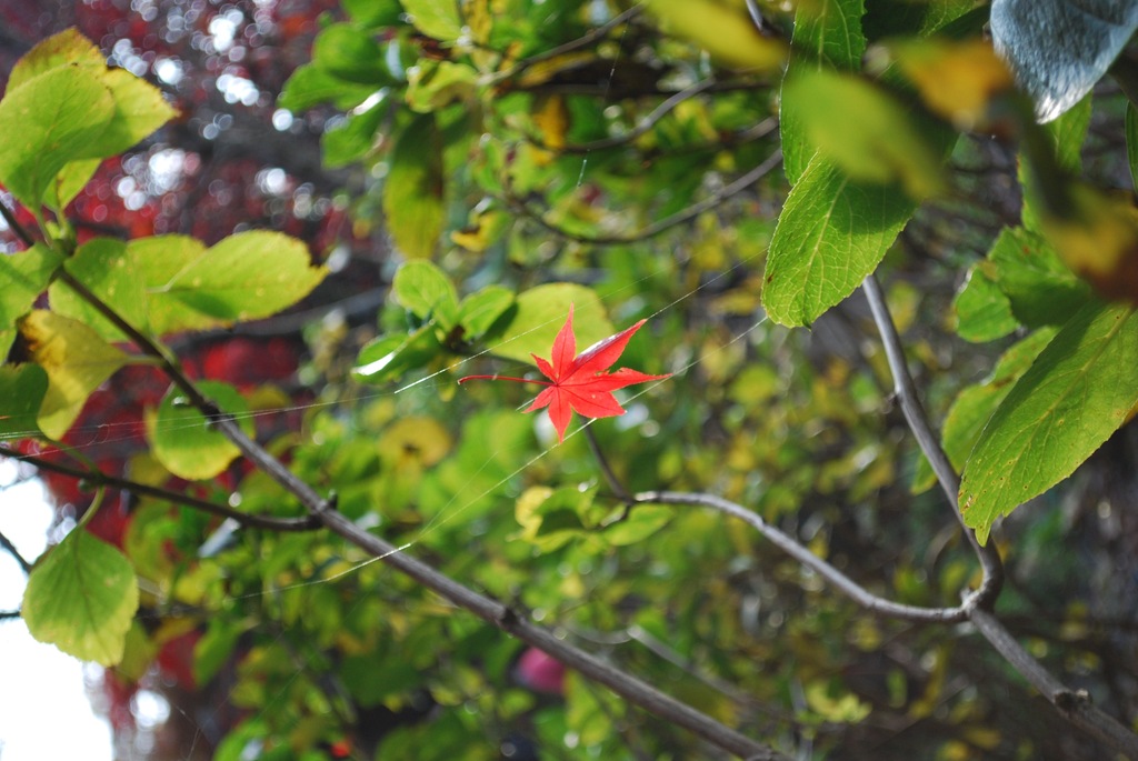 Momiji Catcher