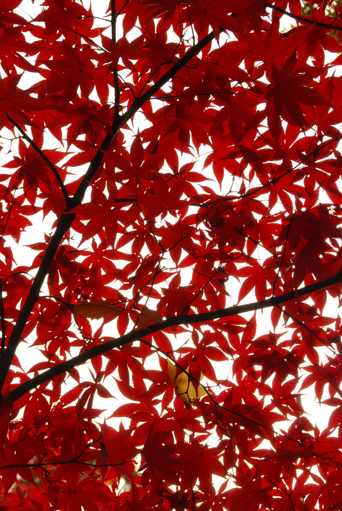 Momiji_10