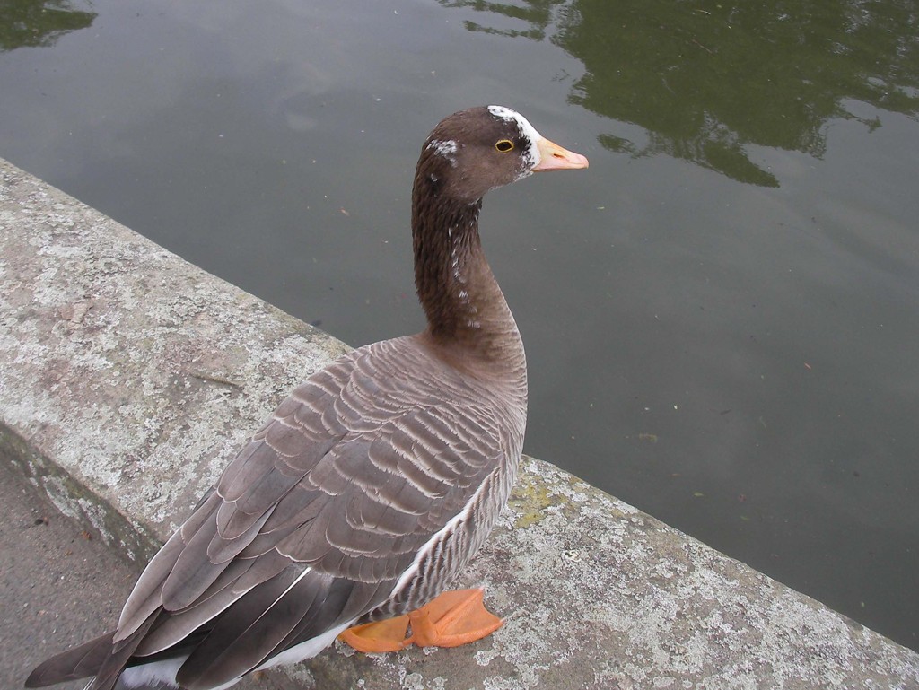 London_duck
